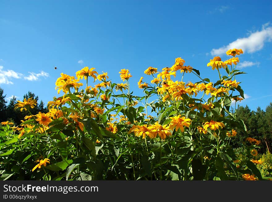 Yellow flowers against blue sky