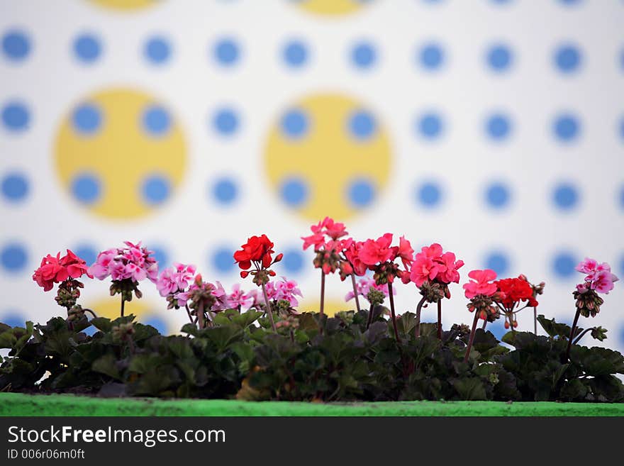 Closeup picture of flowers and plants in vases and pots. Closeup picture of flowers and plants in vases and pots