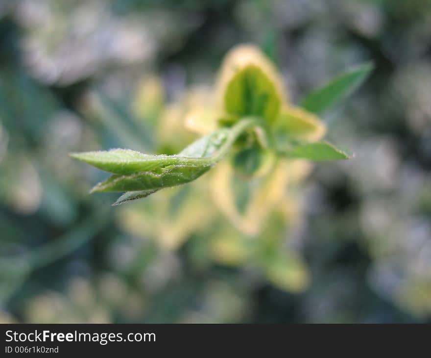 Plant bud close-up