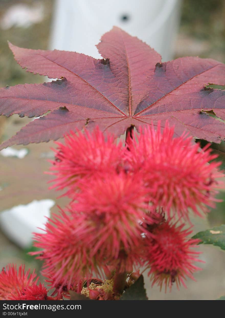 Red Leaf