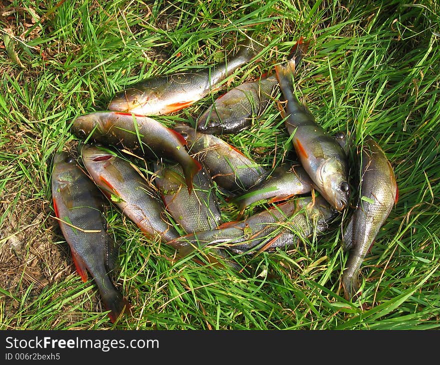 Fishing basses (Perca fluviatilis) on the grass