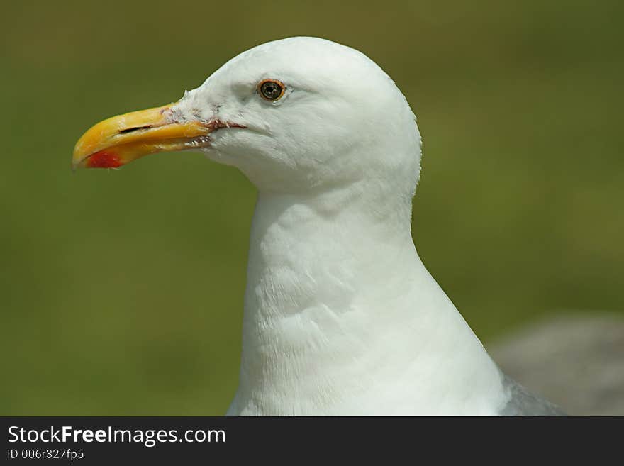 Western Gull head