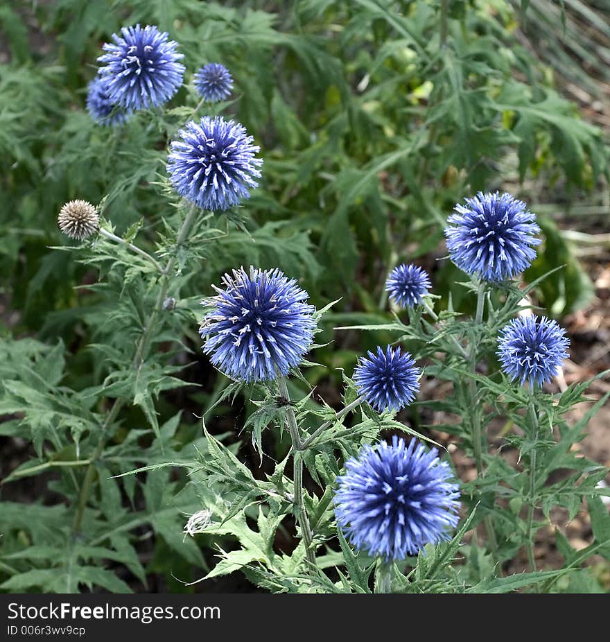 Thistles in bloom