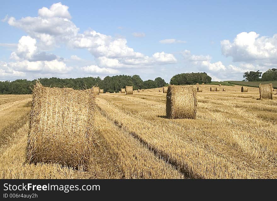 Harvest Time