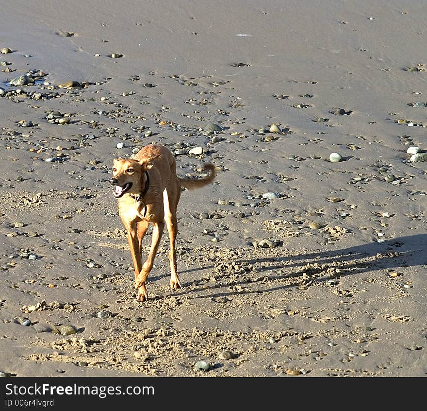 Dog racing across beach in evening sun. Dog racing across beach in evening sun