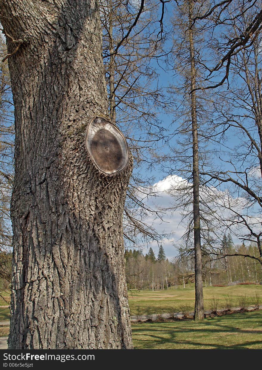 Textures of the larch tree near golf field