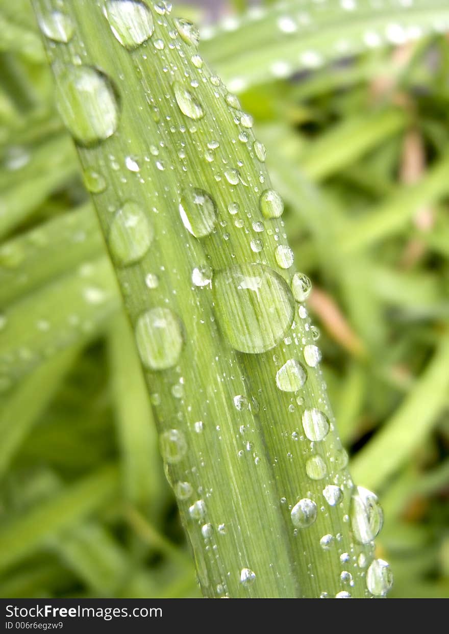 A close up of a blade of grass covered in morning dew with shallow DOF