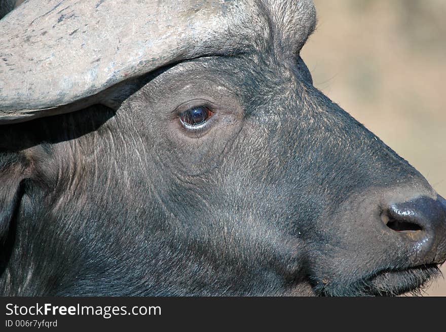 Buffalo Portrait.