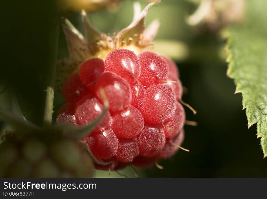 Raspberries close up