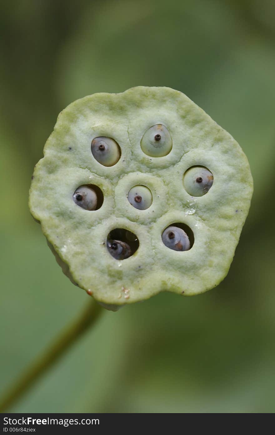 Seed Cup of a lotus flower. Seed Cup of a lotus flower