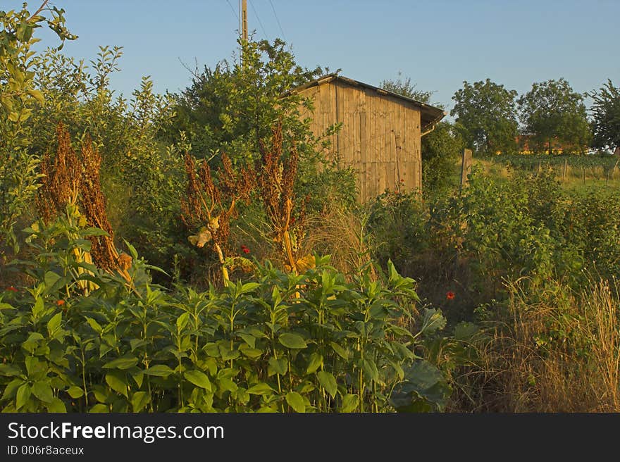 Old wooden shack