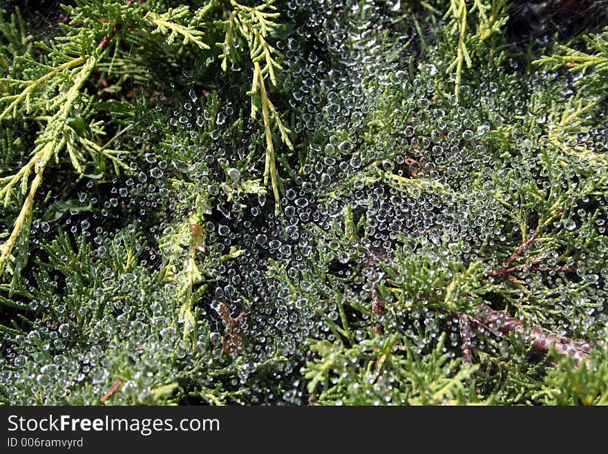 Morning Dew On Cobwebs