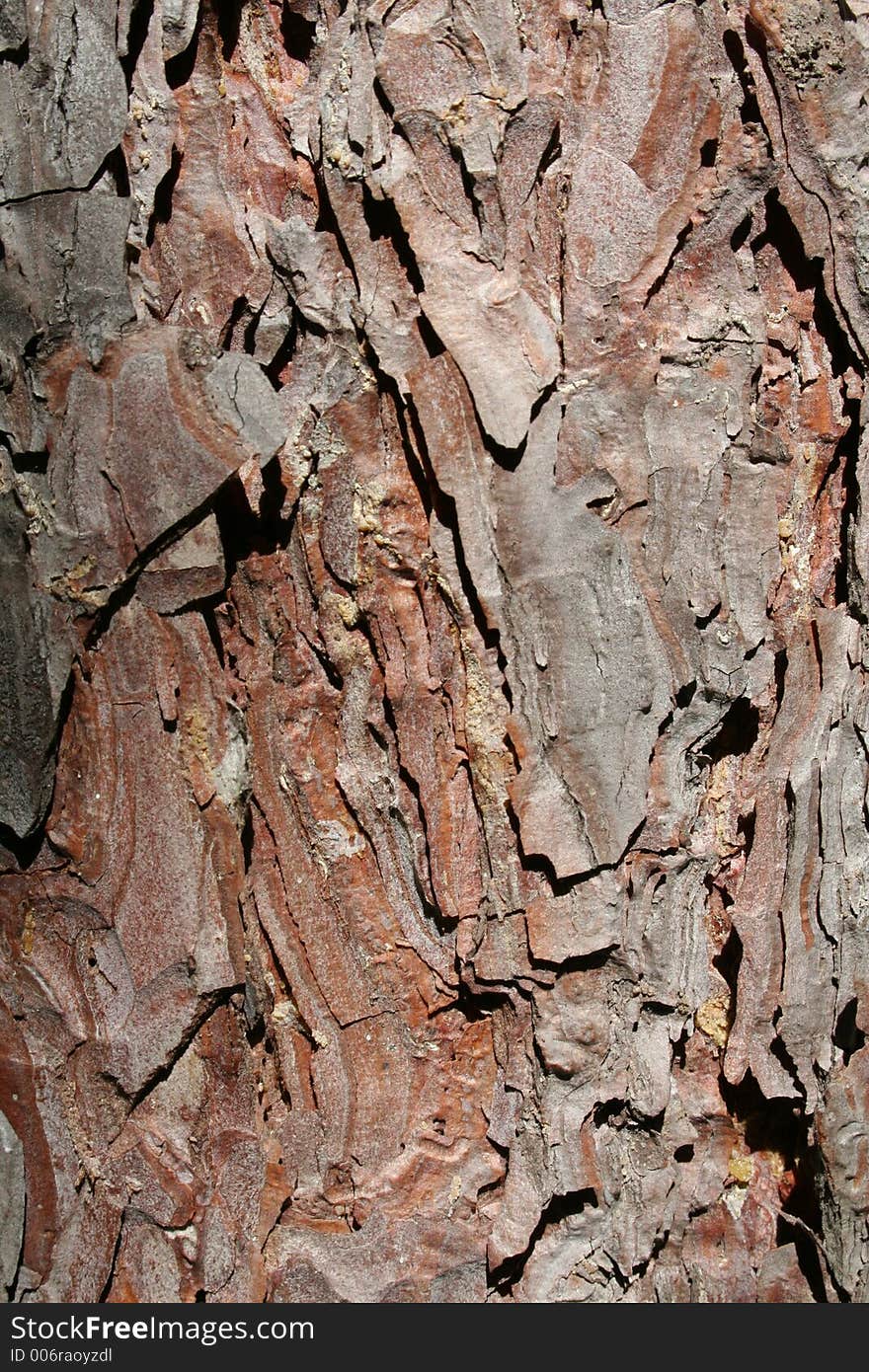 Close up of the bark of a Norway Pine. Close up of the bark of a Norway Pine