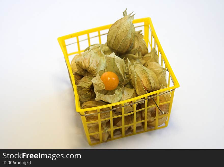 Physalis