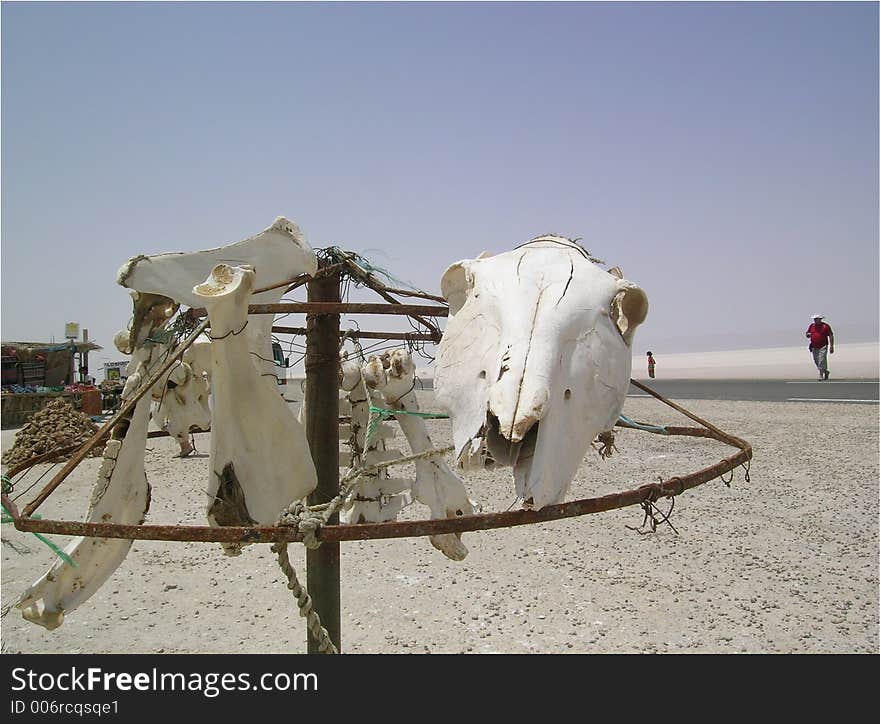 Bones of camel (Tunisia)