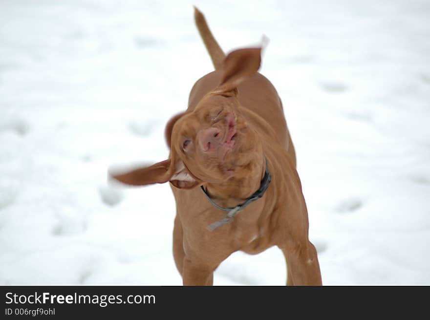 Male Vizsla, shakin' it. Male Vizsla, shakin' it.