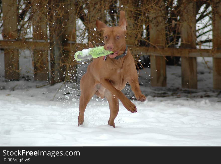 Male Vizsla catching a toy in mid-air. Male Vizsla catching a toy in mid-air.