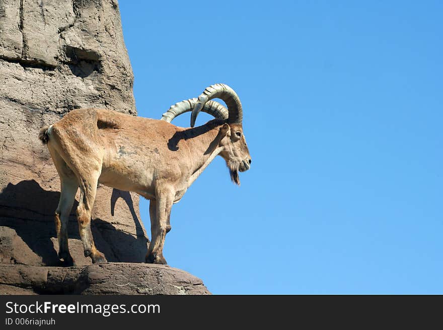 A caucasian tur (a goat from Africa) standing on a ledge