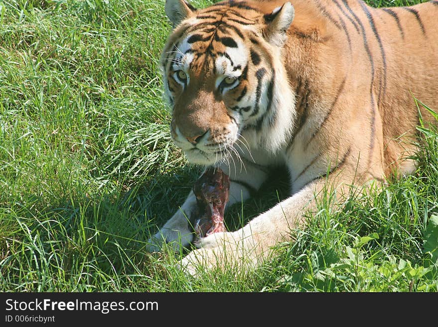 A Siberian Tiger eating its prey. A Siberian Tiger eating its prey