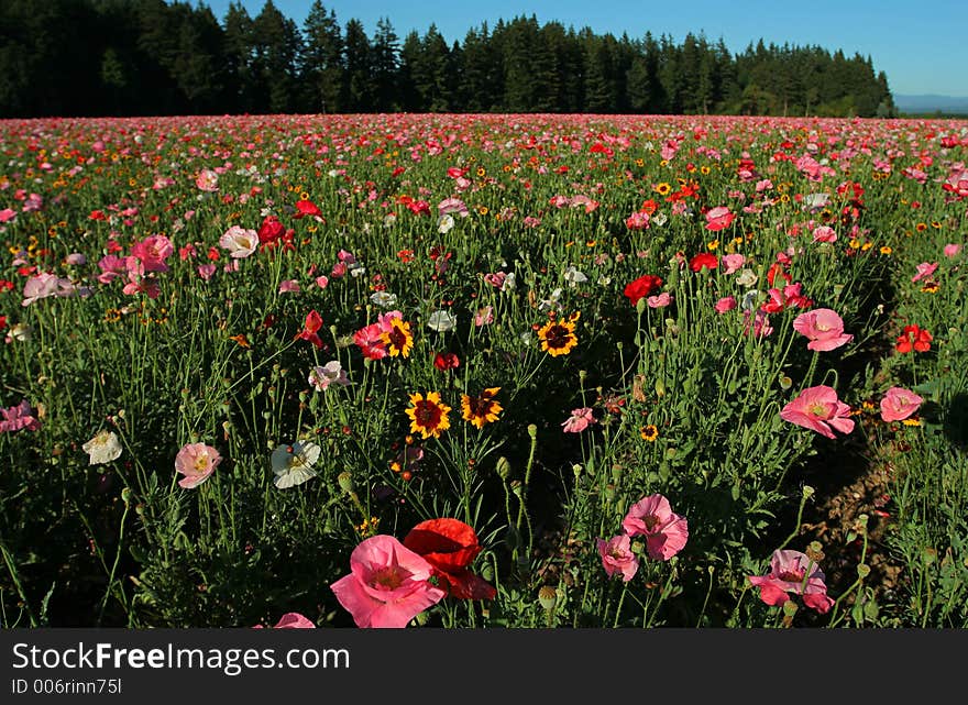 Poppy field2