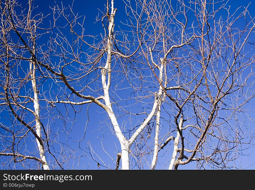 A Tangle Of Branches