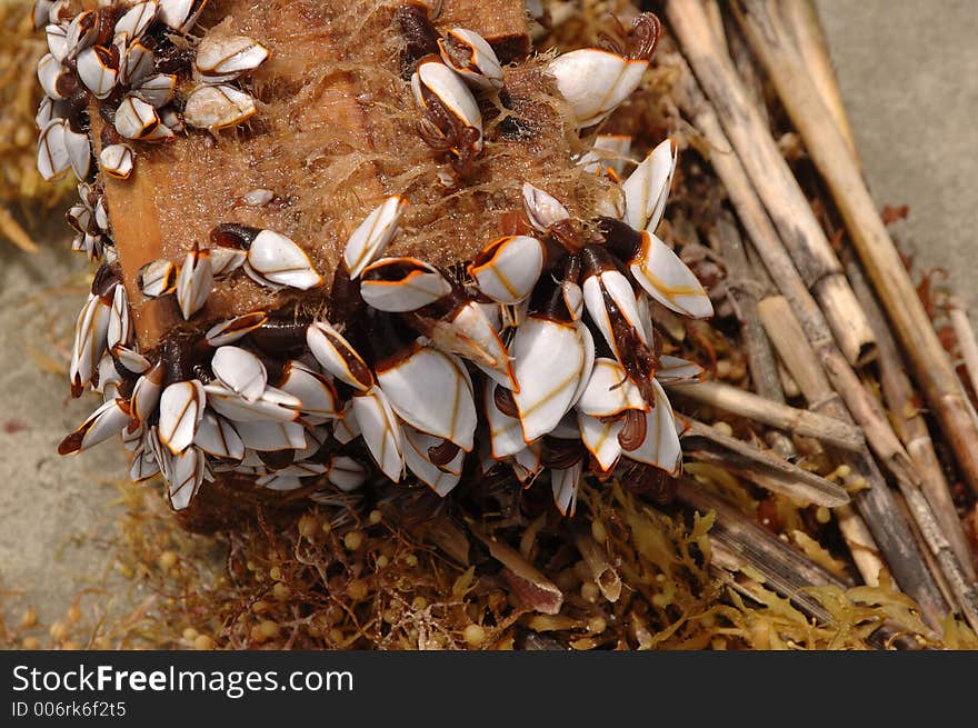 Colorful sea crabs clinging to driftwood. Colorful sea crabs clinging to driftwood