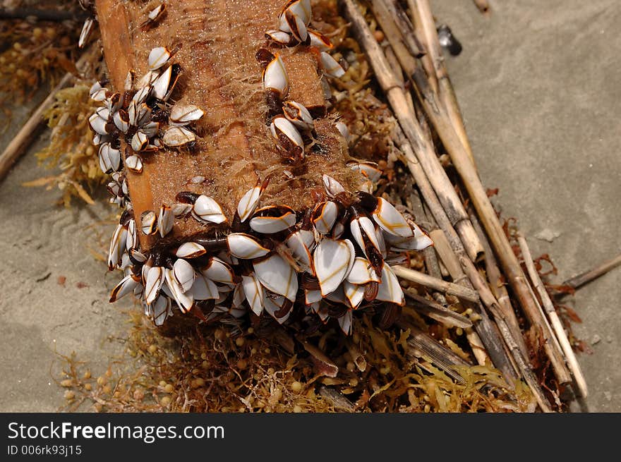 Colorful sea crabs clinging to driftwood. Colorful sea crabs clinging to driftwood