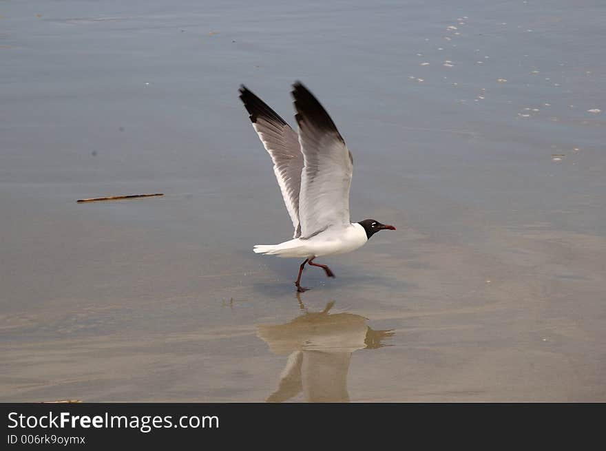 Seagull clump on beach. Seagull clump on beach