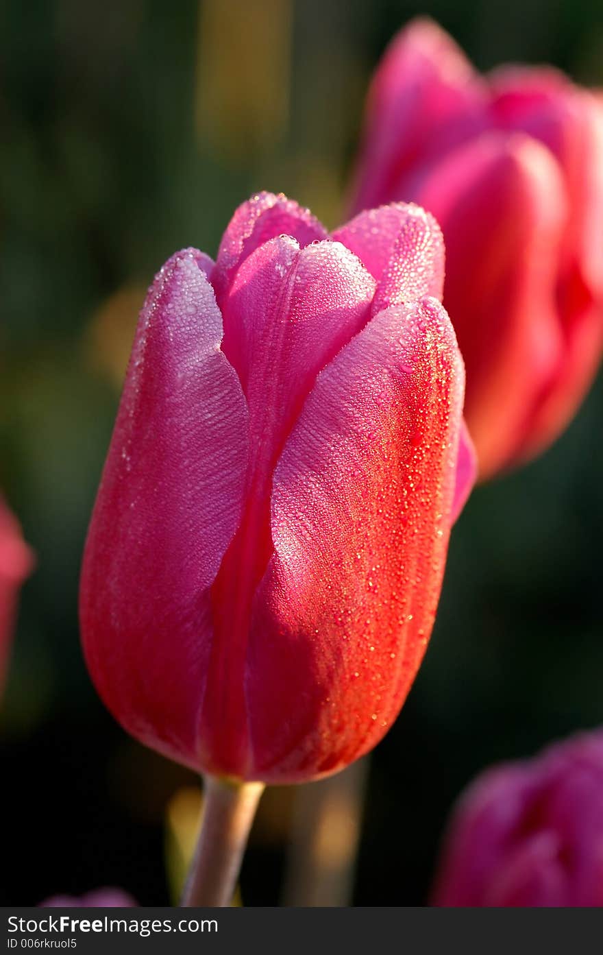 Red Tulips no.2