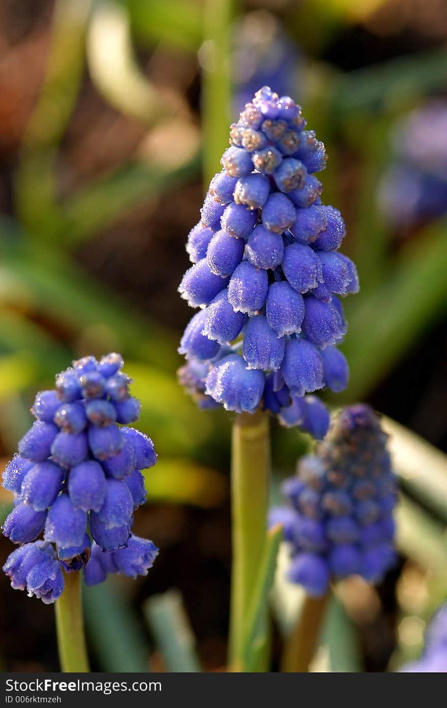 Purple Flower