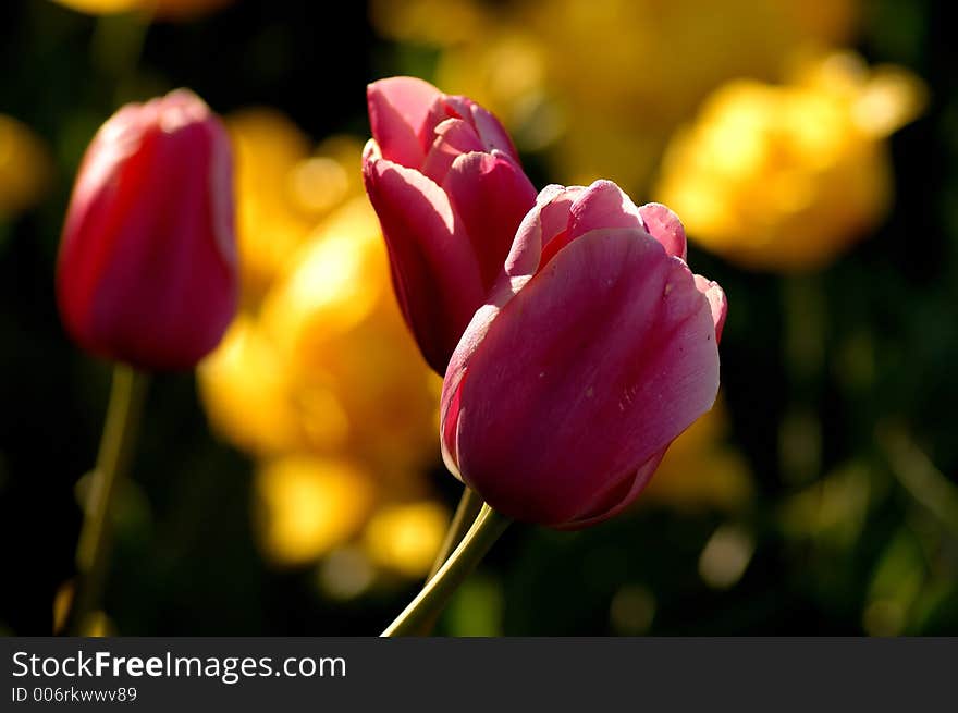 Couple of red tulips