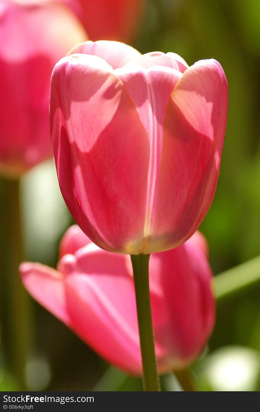 Pink Tulips Cup filled with sunlight. Pink Tulips Cup filled with sunlight