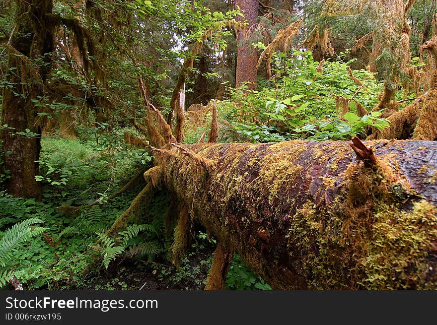 Moss and trees in rain forest. Moss and trees in rain forest