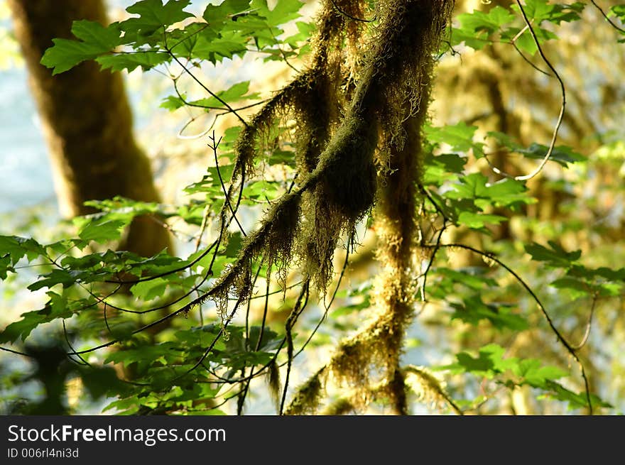 Moss and trees in rain forest. Moss and trees in rain forest