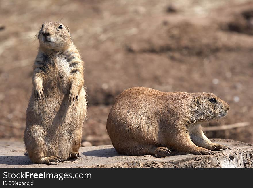 Black tailed prairie marmot