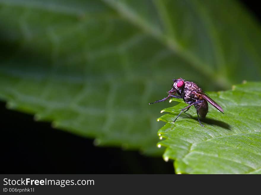 Close up of a fly on a hydrangea leak. Close up of a fly on a hydrangea leak