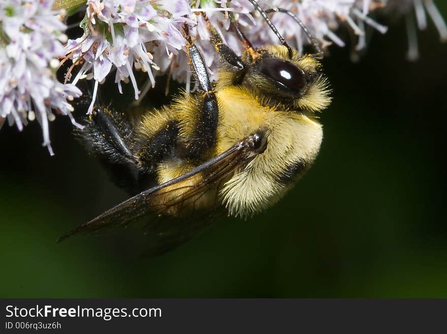 Close up of a bumble bee collecting nectar on a peppermint blossom