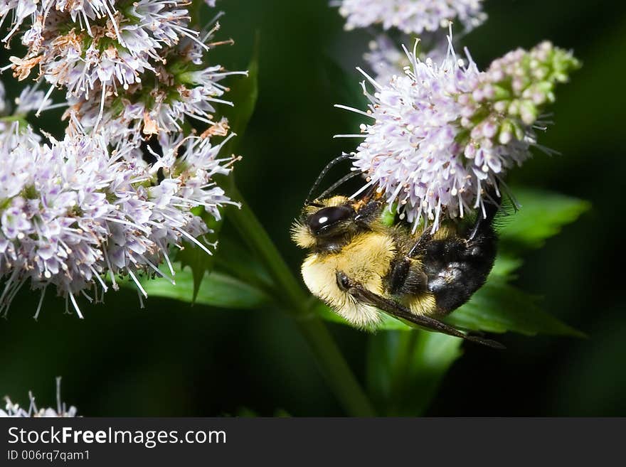 A bumble bee busy at work collecting nectar. A bumble bee busy at work collecting nectar