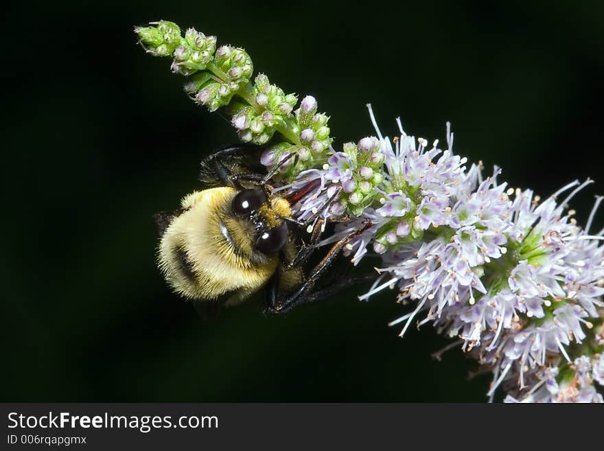 Bee gathering nectar