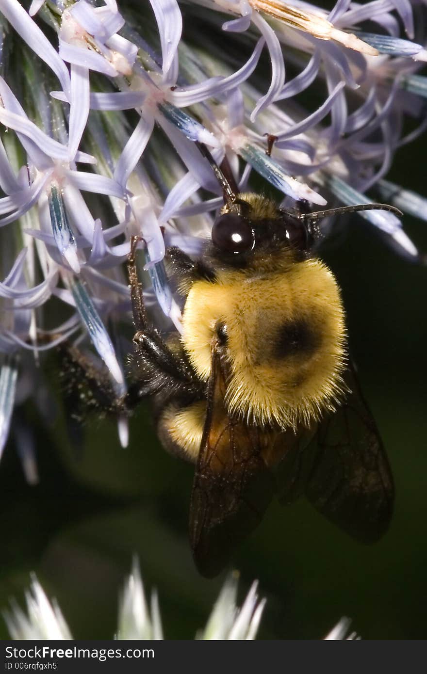 A bee gathers nectar as part of the production of natural honey. A bee gathers nectar as part of the production of natural honey