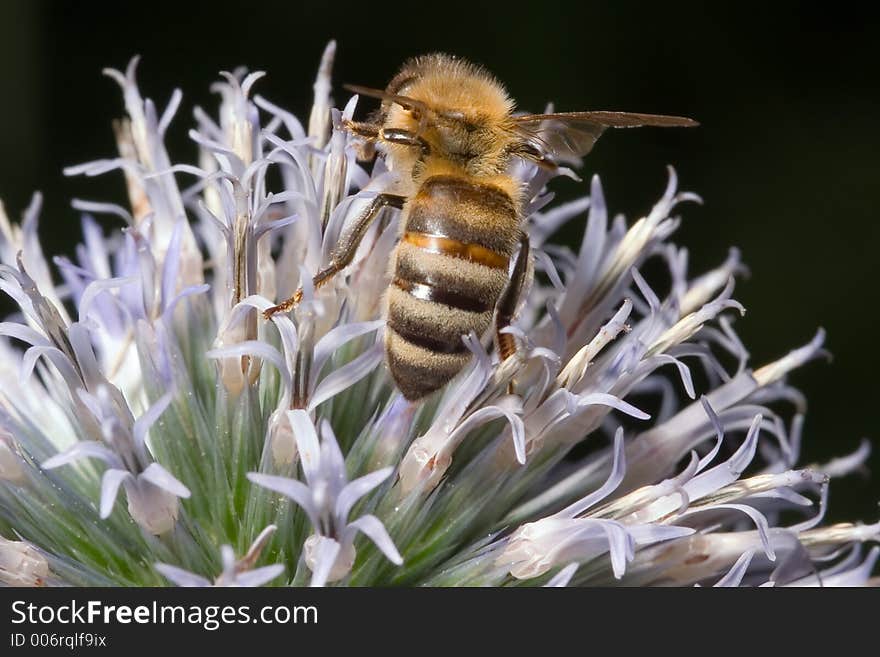 A bumble bee busy at work collecting nectar. A bumble bee busy at work collecting nectar