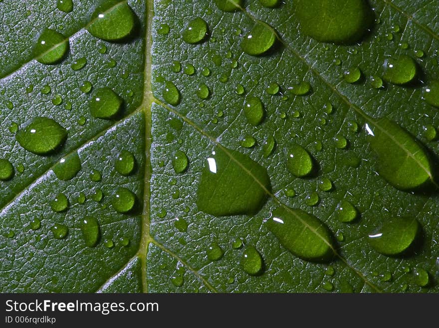 Leaf and rain drops