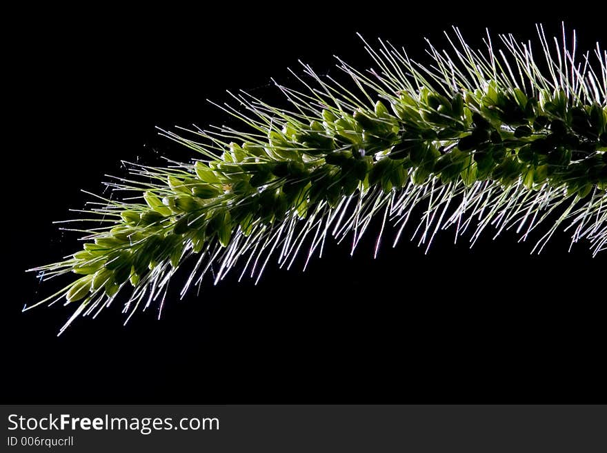 Wild grass and seeds backlit. Wild grass and seeds backlit