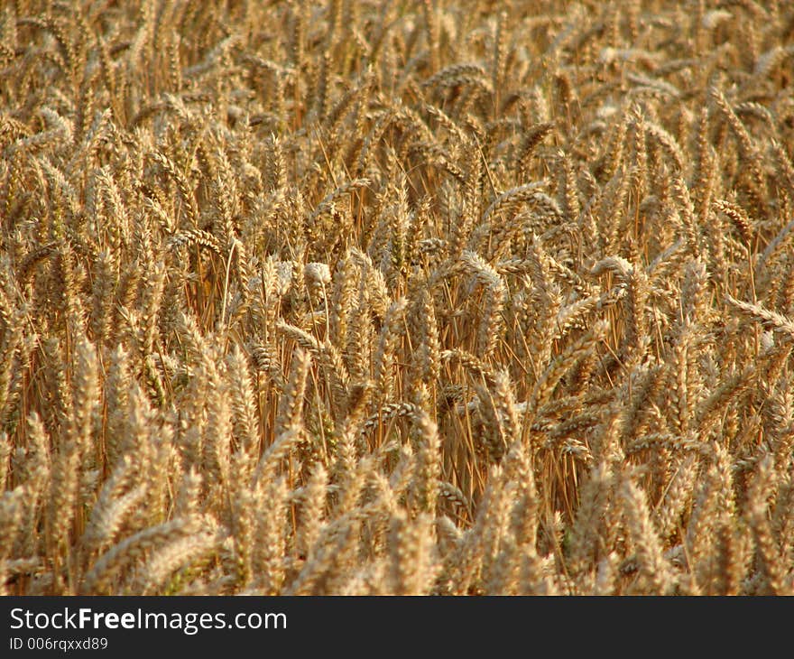 Wheat growing in a field