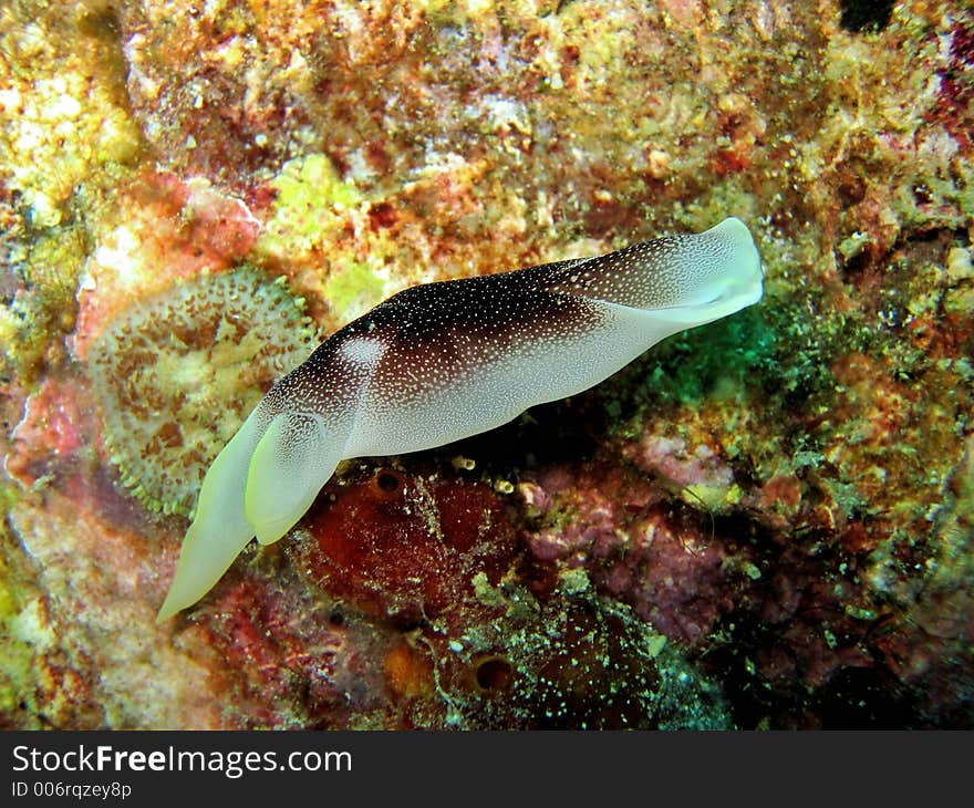 Nudibranch