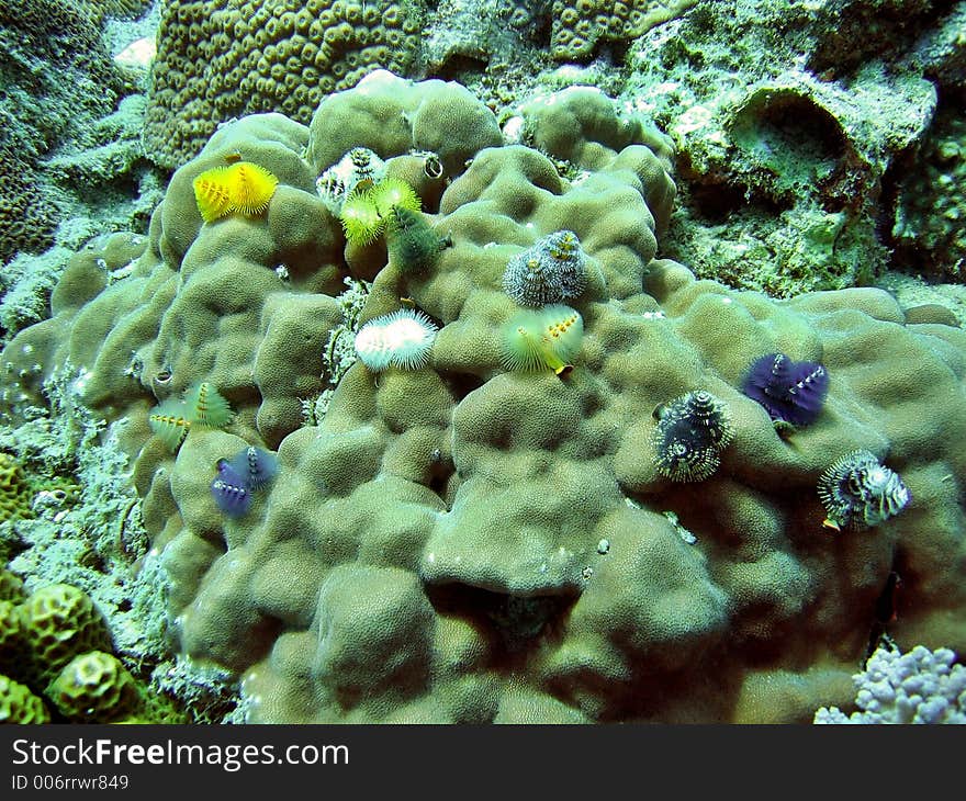 Colony of Christmas Tree Tubeworm growing on a hard coral