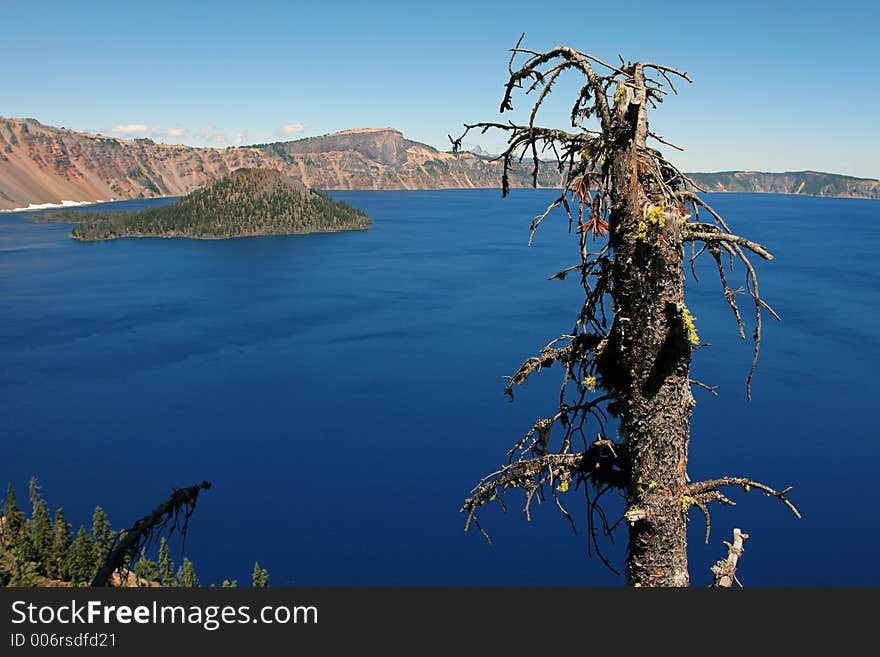 Crater Lake, Dead Tree