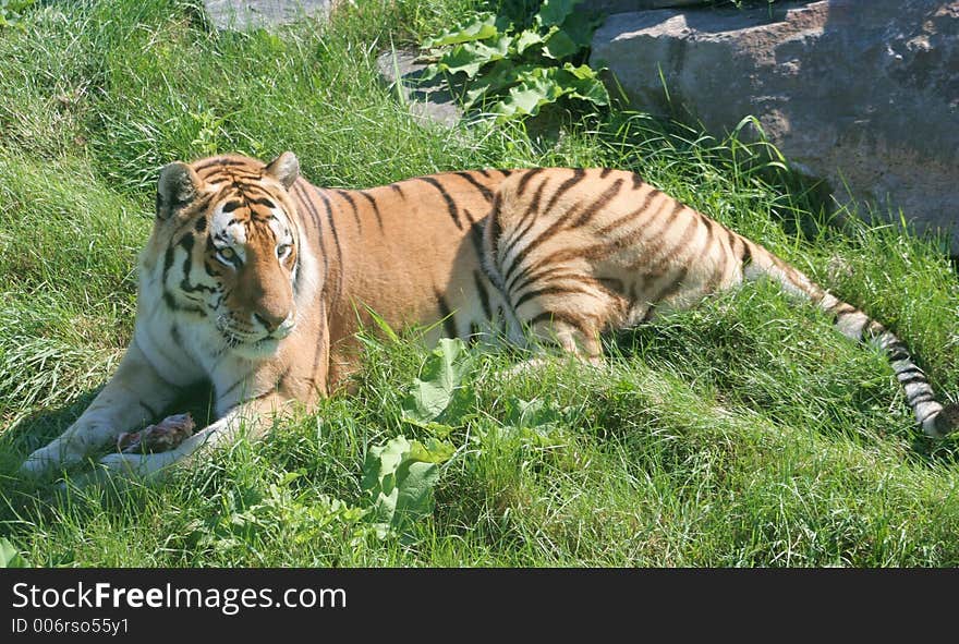 A Siberian Tiger eating its prey