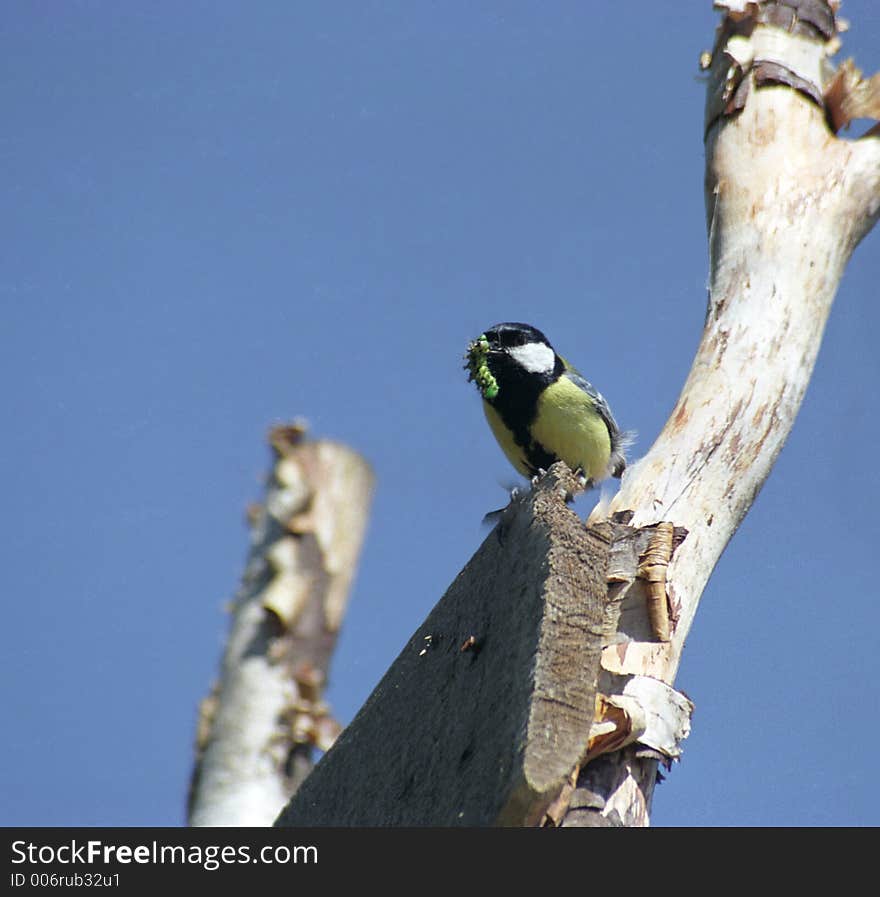 Small Bird With Trophy