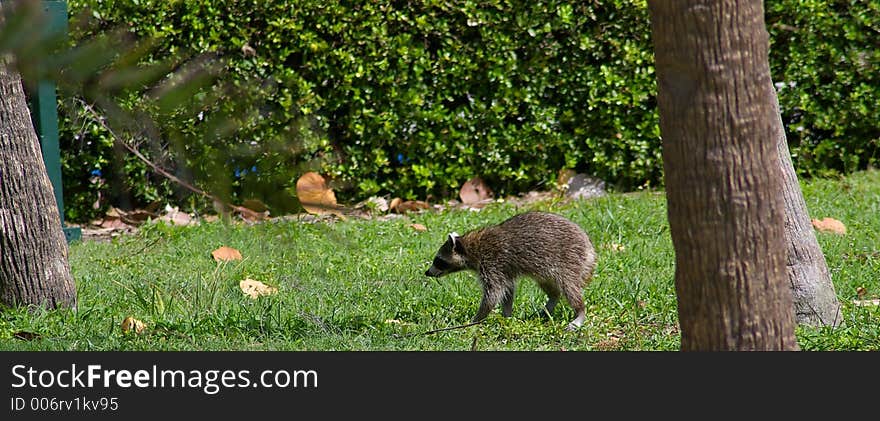 Photographed with my 300mm lense at Ft. Desoto State Park, St. Petersburg FL. We came off the beach and caught this Racoon headed for the garbage cans. Photographed with my 300mm lense at Ft. Desoto State Park, St. Petersburg FL. We came off the beach and caught this Racoon headed for the garbage cans.